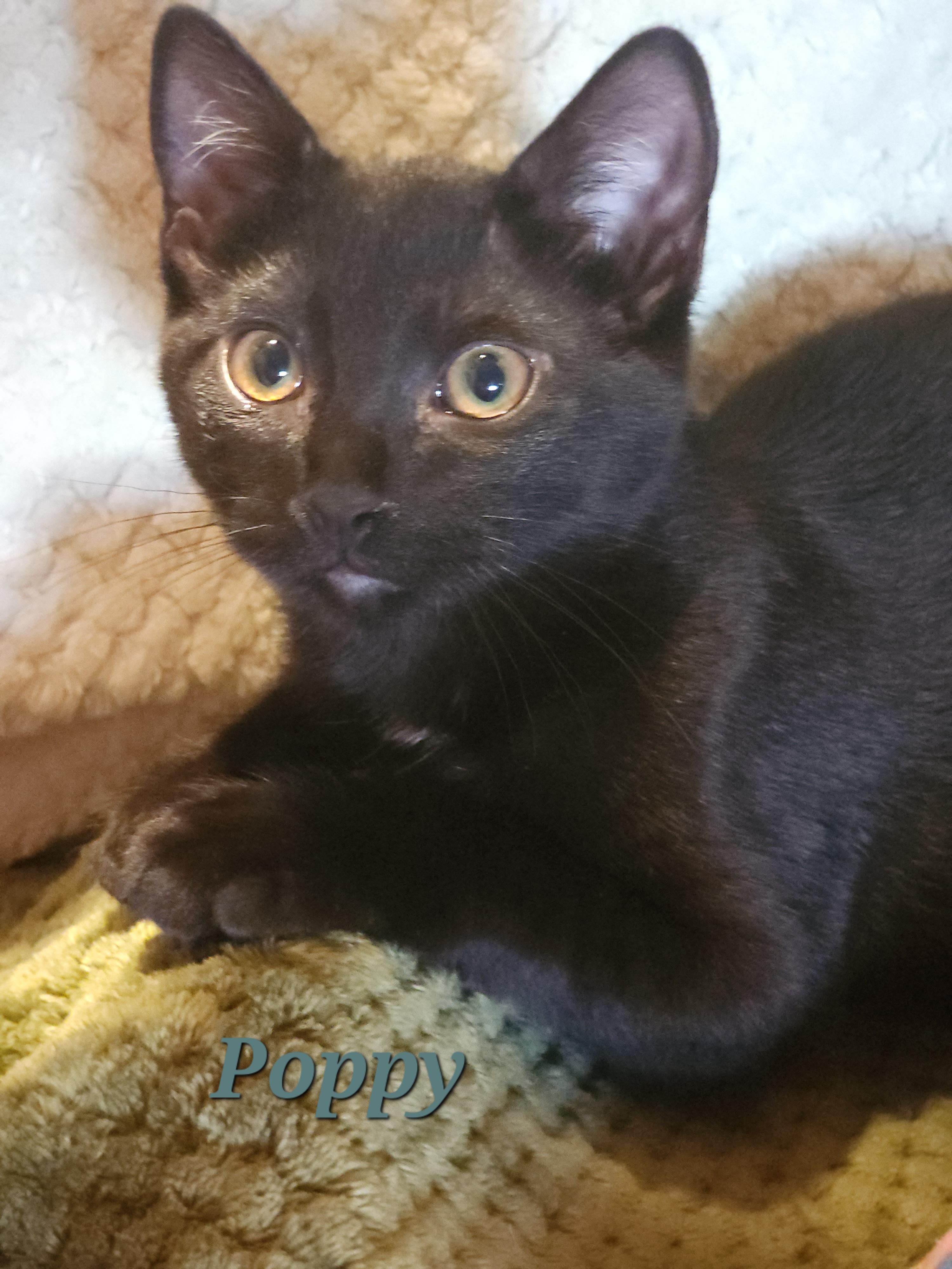 Poppy, an adoptable Domestic Short Hair in Carson City, NV, 89702 | Photo Image 1