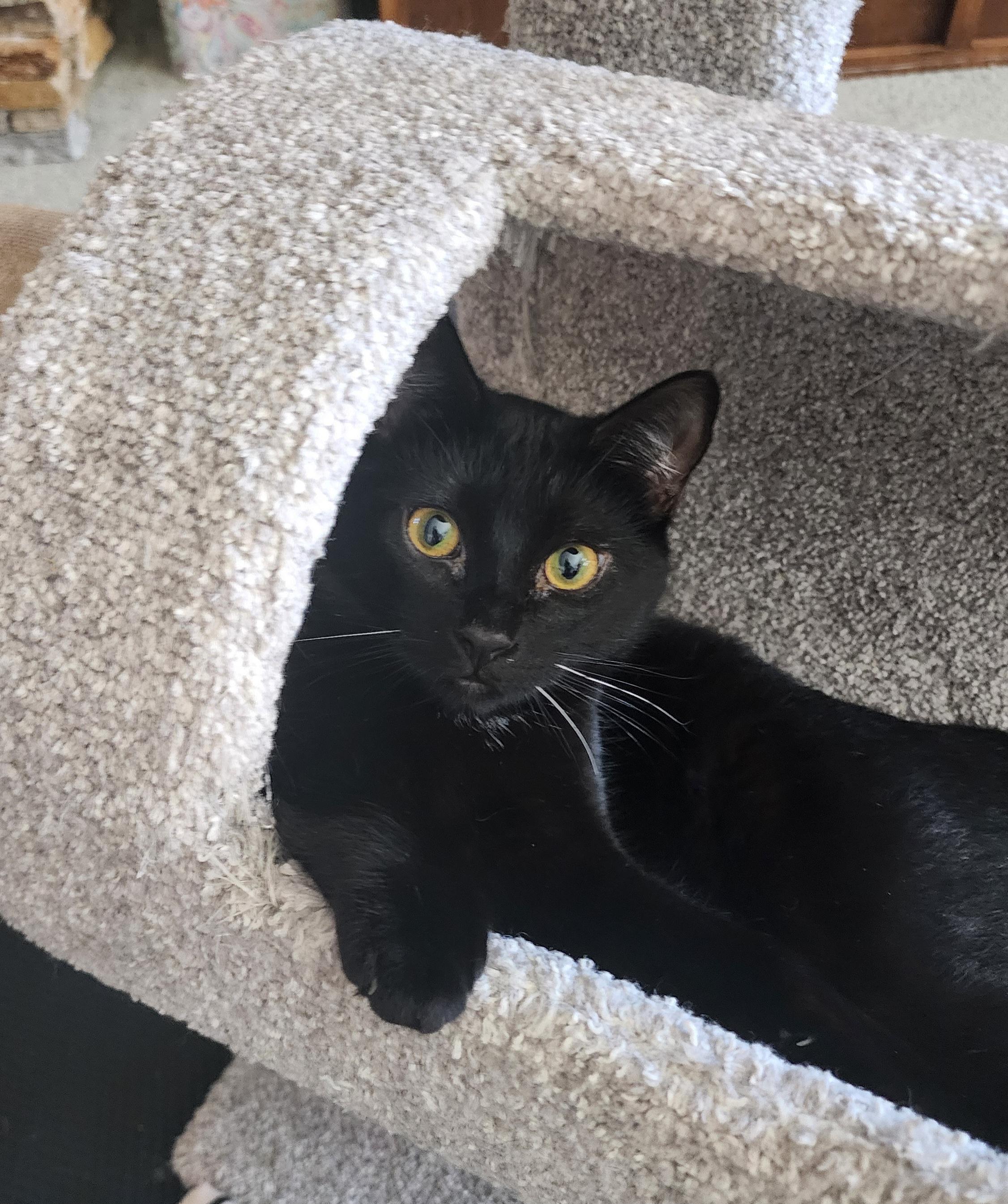 Enlarge Poppy, a Adoptable mixed breed in Carson City, NV image 1/1