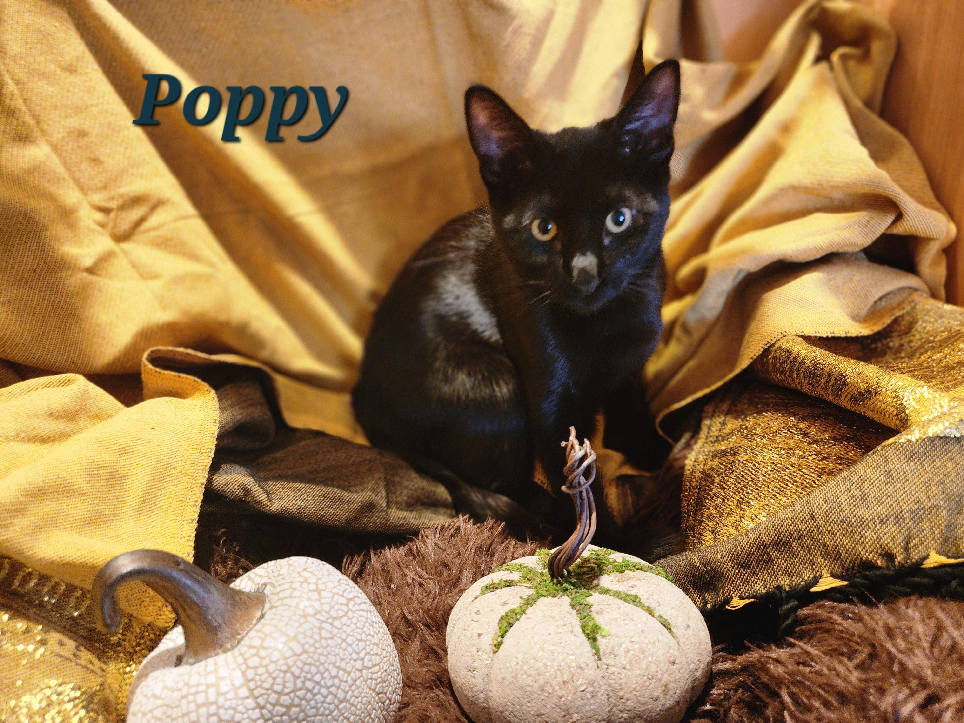 Enlarge Poppy, a Adoptable mixed breed in Carson City, NV image 1/1
