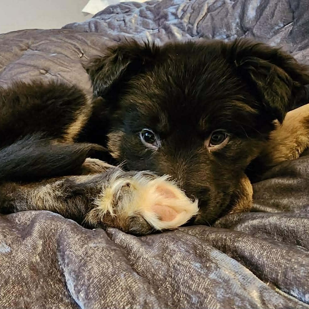 Neptune, Adoptable, Puppy Male Australian Shepherd.