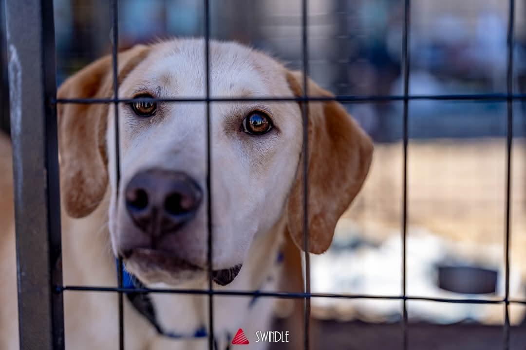 Arthur, Adopted, Young Male Yellow Labrador Retriever.