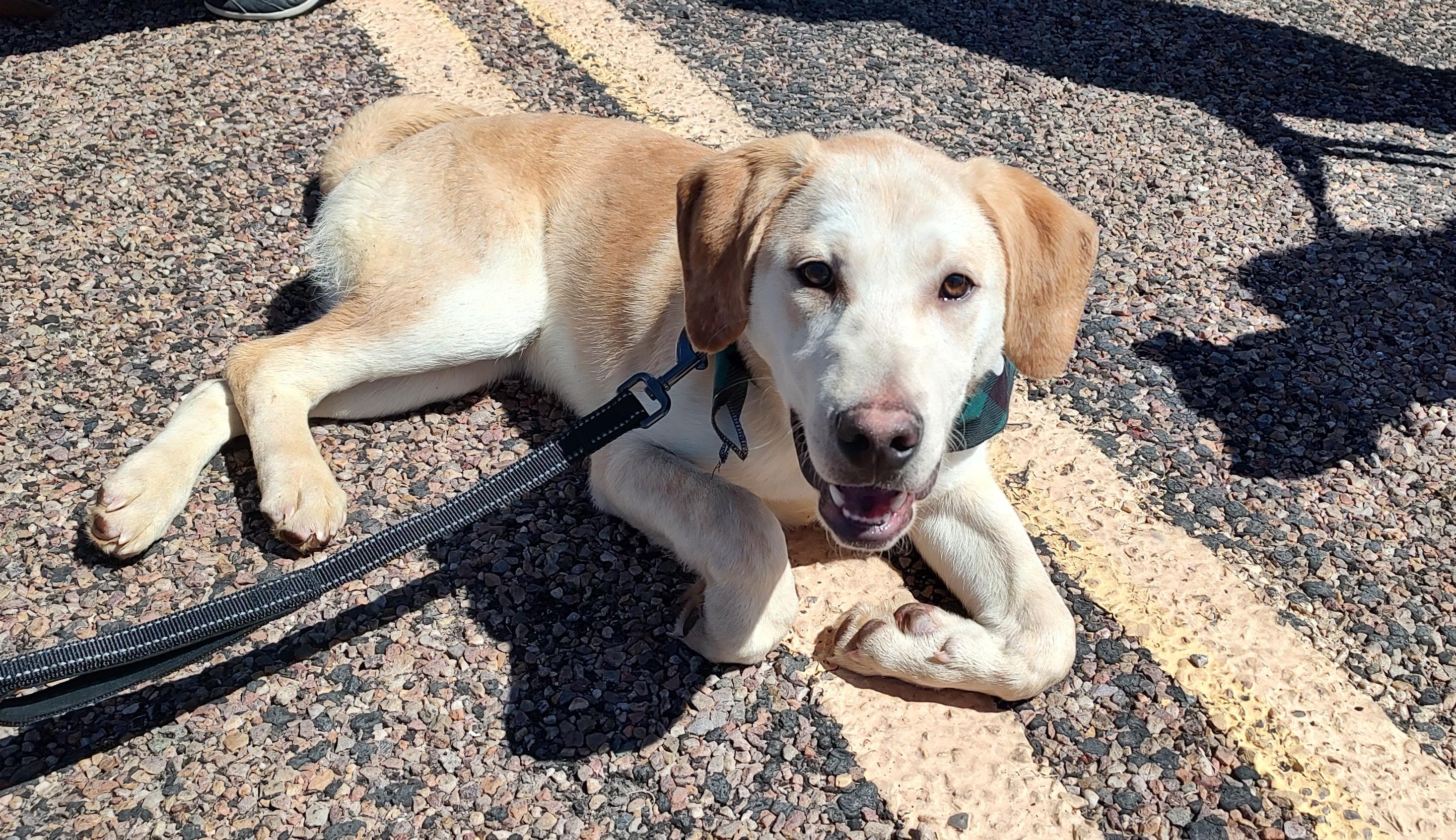 Enlarge Arthur, a Adopted mixed breed in Springerville, AZ image 2/3