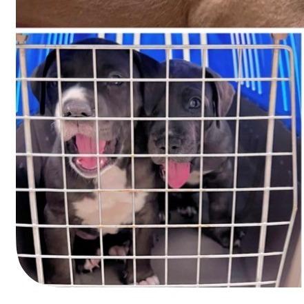 Enlarge Hoot, a Adoptable mixed breed in Milan, IL image 3/6