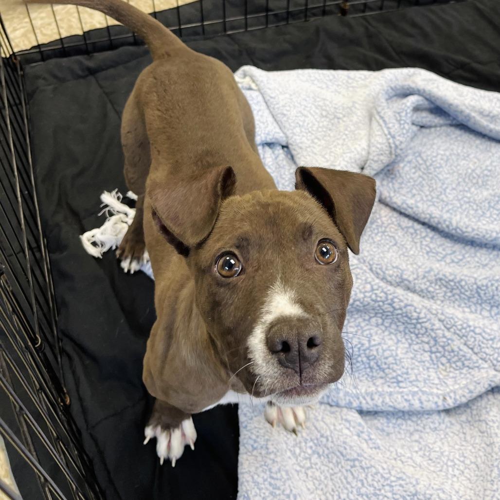 Enlarge Hoot, a Adoptable mixed breed in Milan, IL image 5/6