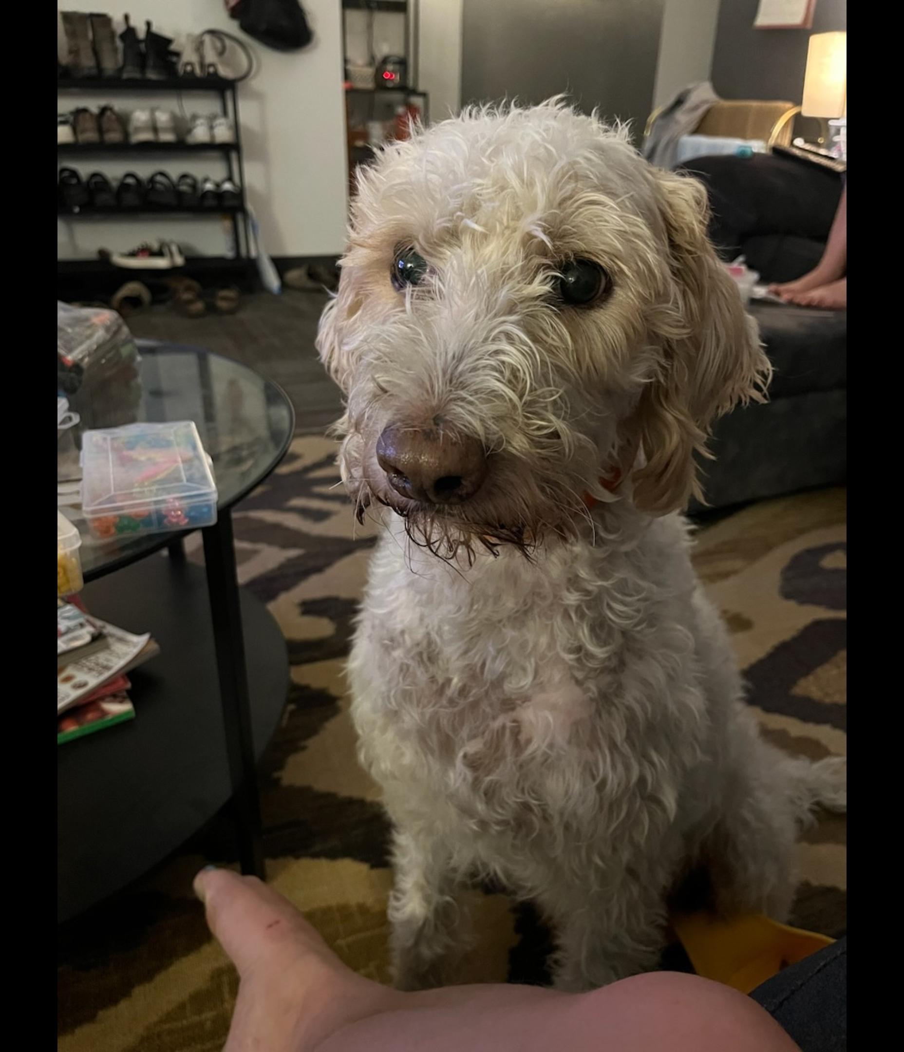 Enlarge Yeti, a Adoptable Goldendoodle in West Valley, UT image 4/6
