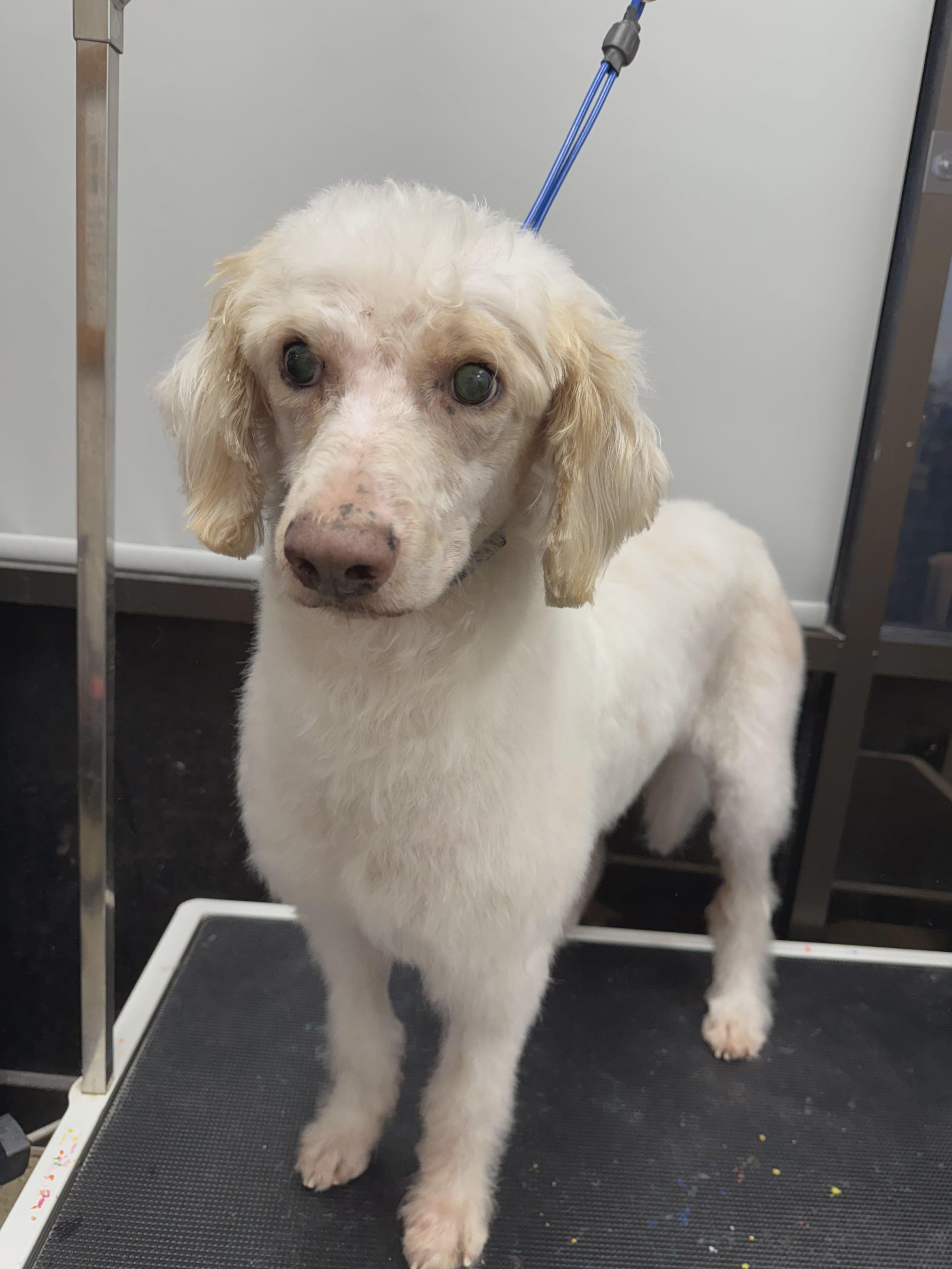 Enlarge Yeti, a Adoptable Goldendoodle in West Valley, UT image 2/6