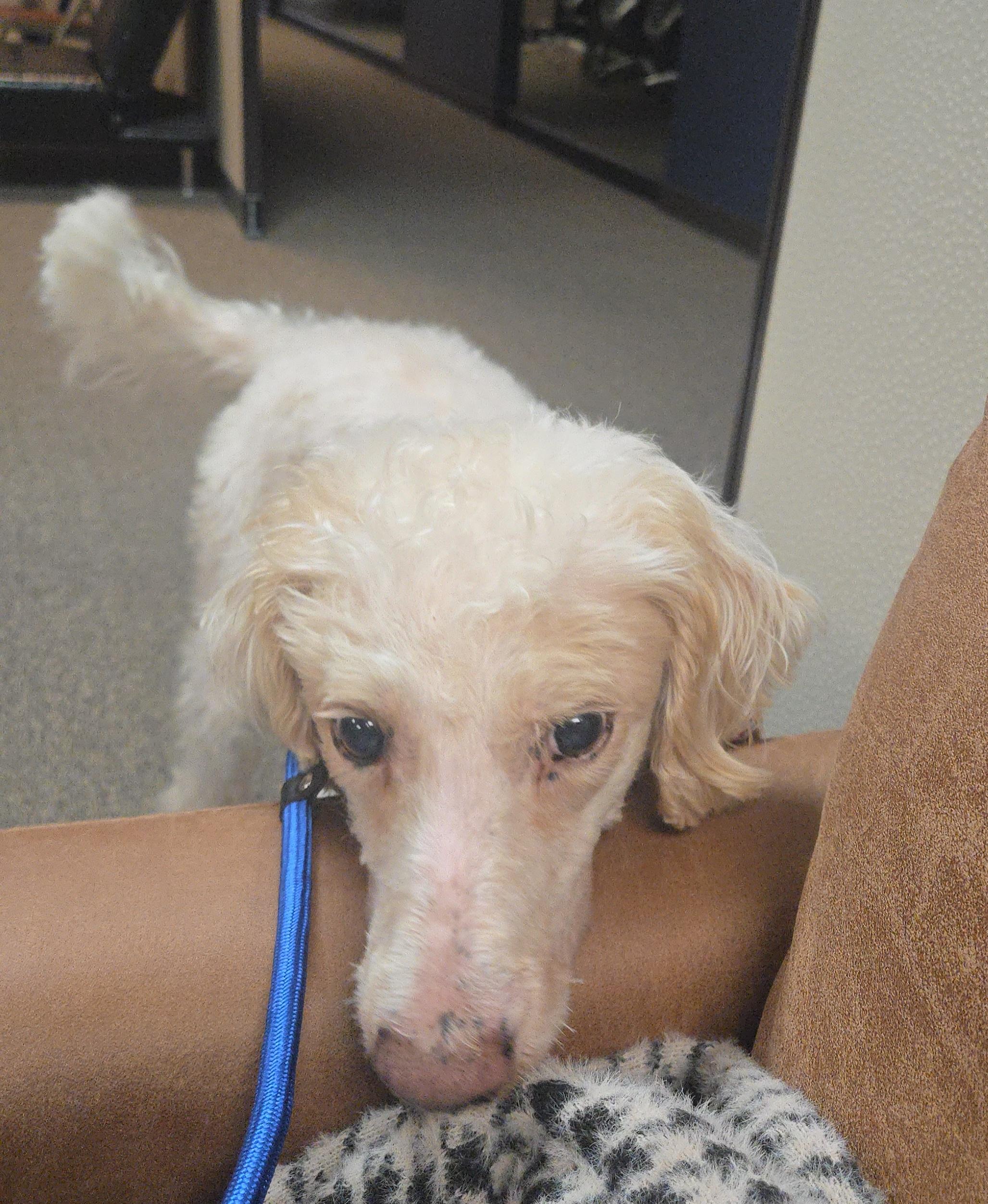 Enlarge Yeti, a Adoptable Goldendoodle in West Valley, UT image 3/6