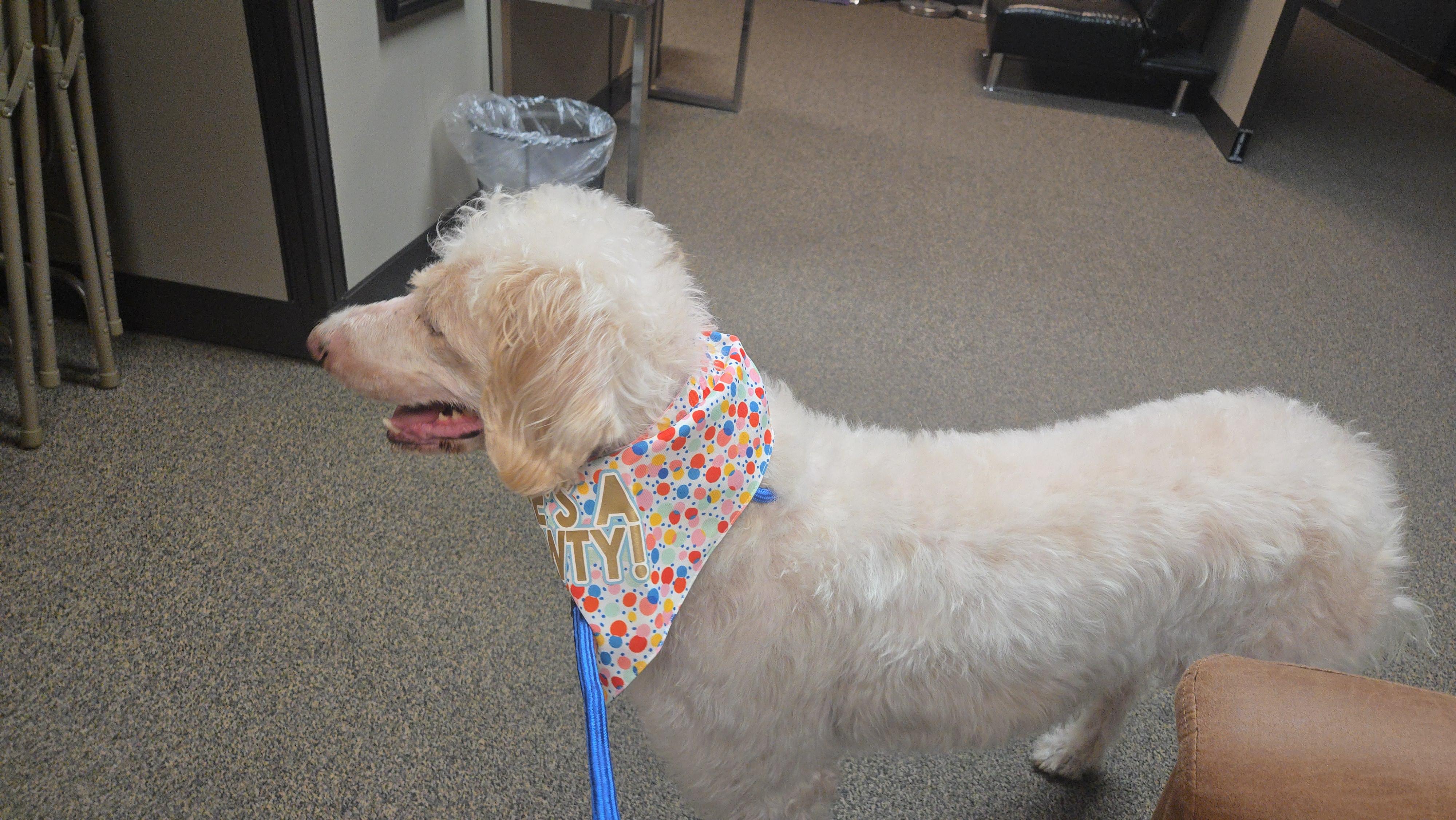 Enlarge Yeti, a Adoptable Goldendoodle in West Valley, UT image 5/6