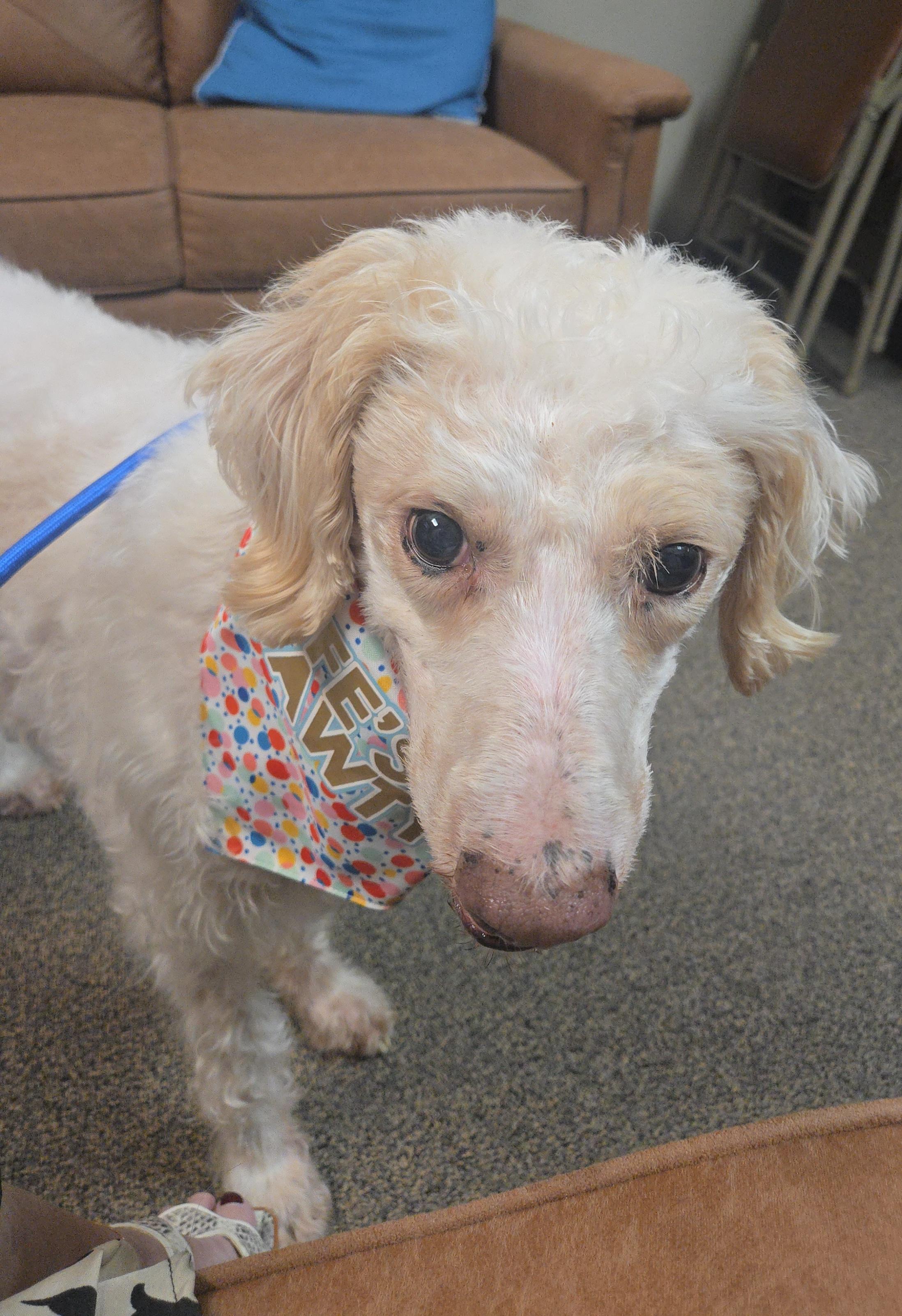 Yeti, Adoptable, Adult Male Goldendoodle.