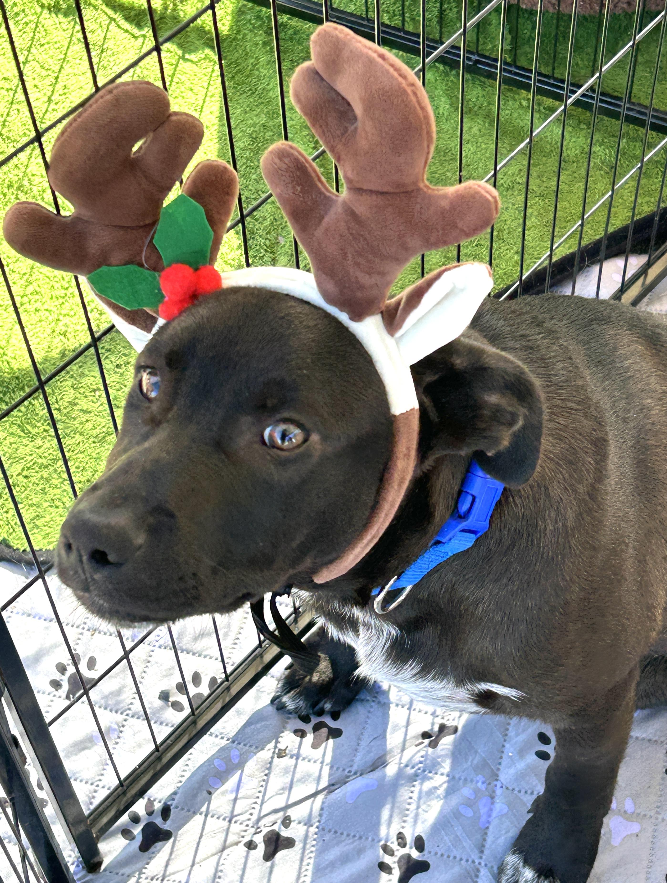 Mesquite thumbnail 2