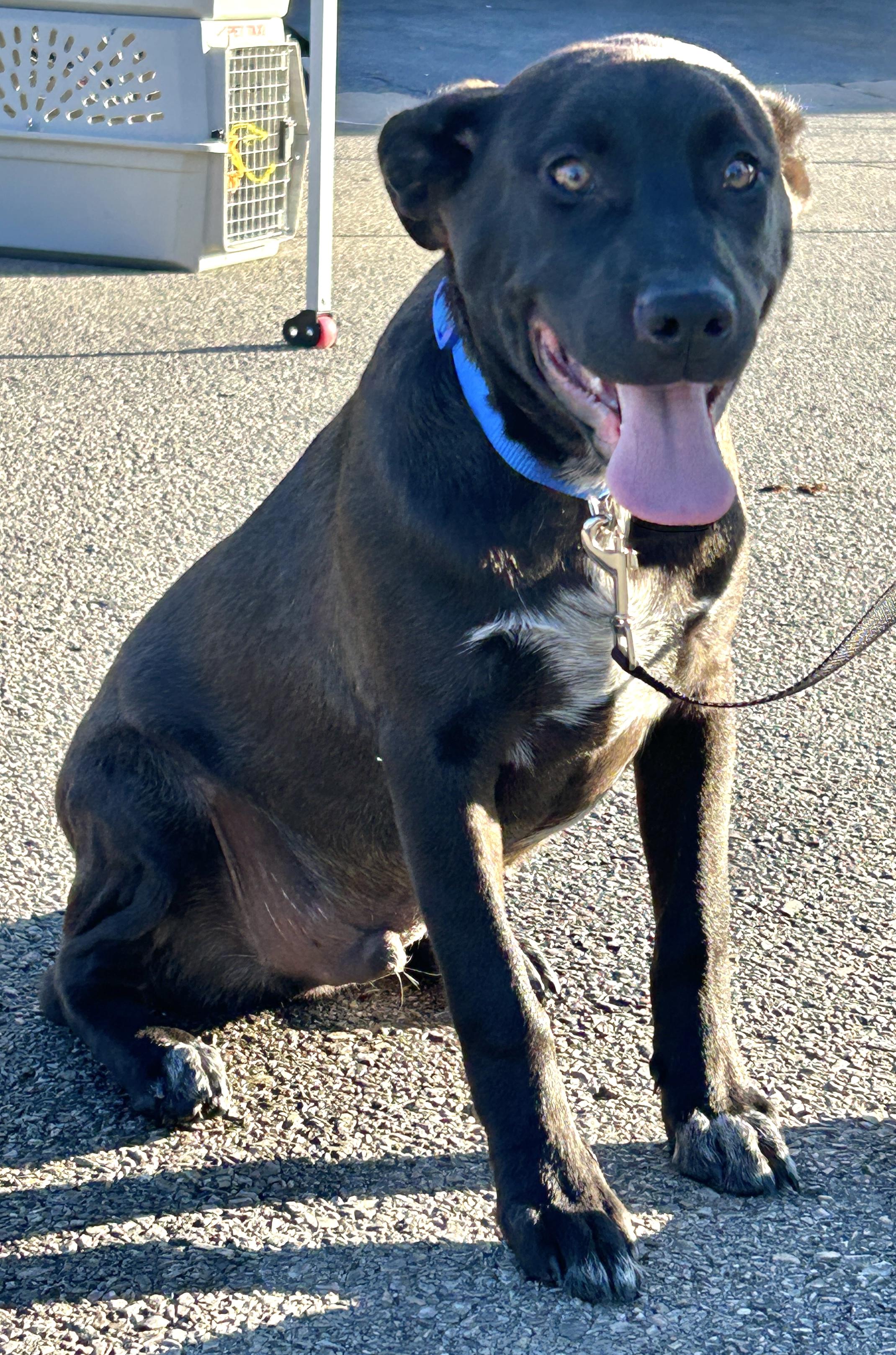 Mesquite thumbnail 4