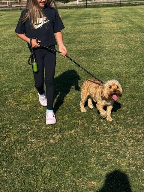 Odie, a Adoptable mixed breed in Piedmont, OK image 2/6