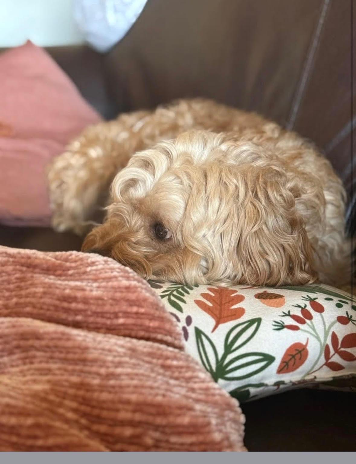 Odie, a Adoptable mixed breed in Piedmont, OK image 5/6