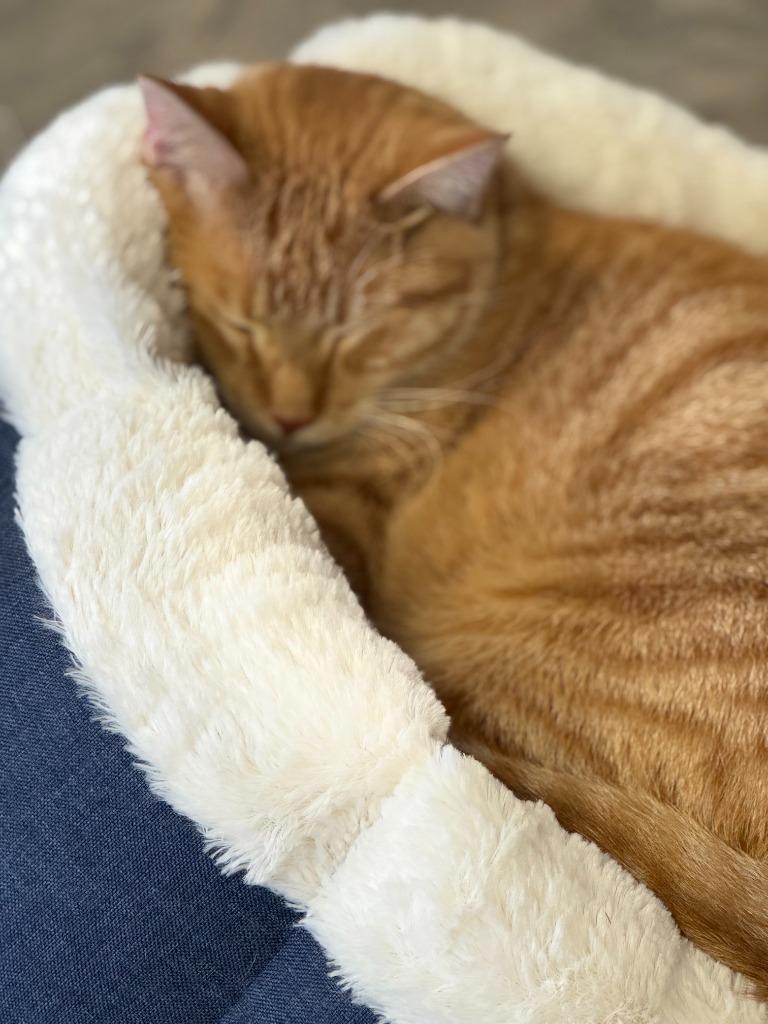 Garfield, Adoptable, Young Male Domestic Short Hair.