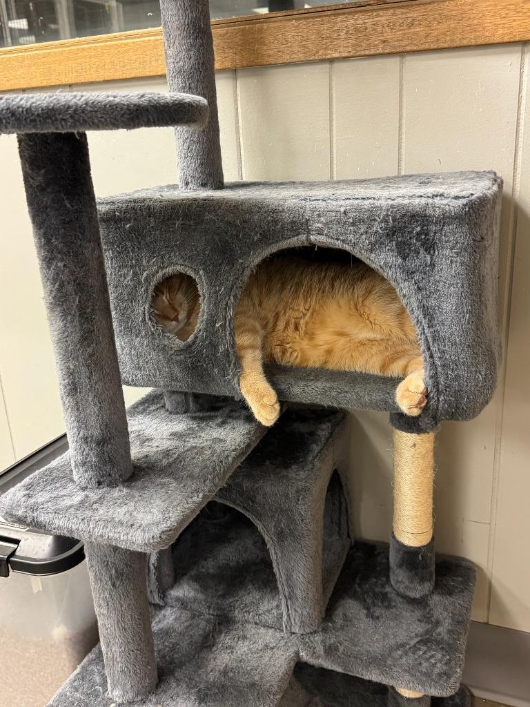 Enlarge Garfield, a Adoptable mixed breed in Algona, IA image 2/6