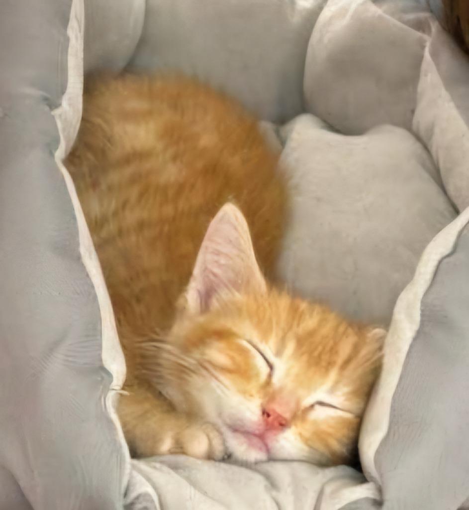 Enlarge Garfield, a Adoptable mixed breed in Algona, IA image 3/6