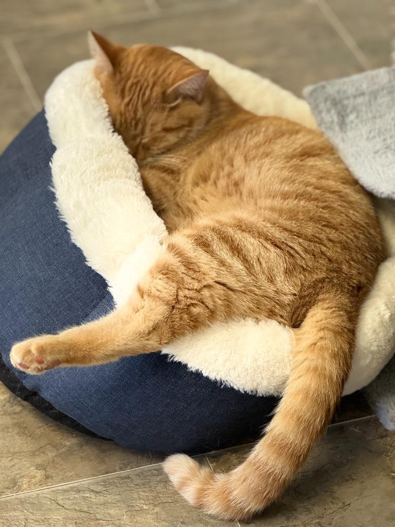 Enlarge Garfield, a Adoptable mixed breed in Algona, IA image 4/6