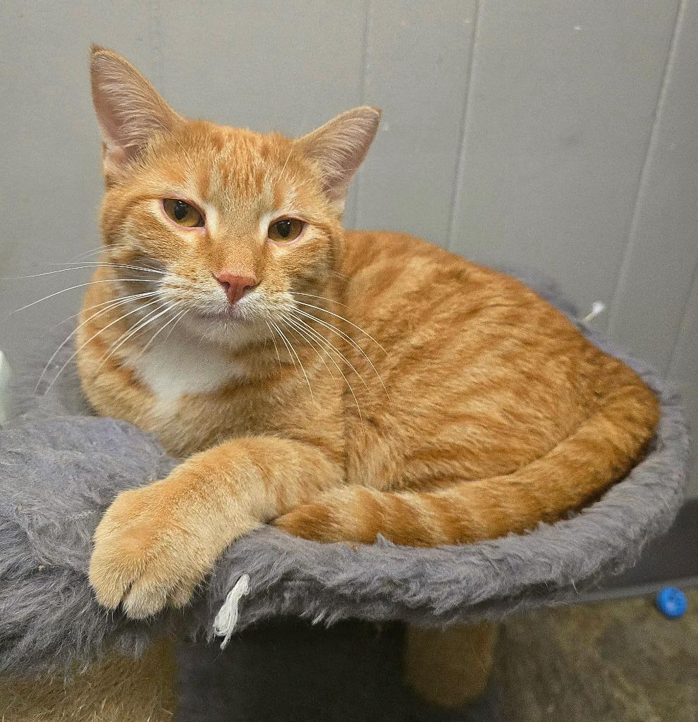 Enlarge Garfield, a Adoptable mixed breed in Algona, IA image 6/6