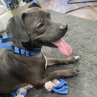 Miles, an adoptable Dachshund in Springfield, MO, 65803 | Photo Image 1