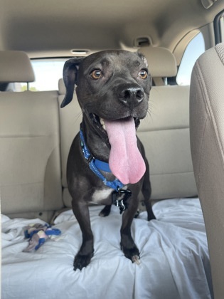 Miles, an adoptable Dachshund in Springfield, MO, 65803 | Photo Image 3