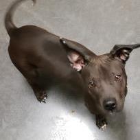 Miles, an adoptable Dachshund in Springfield, MO, 65803 | Photo Image 2