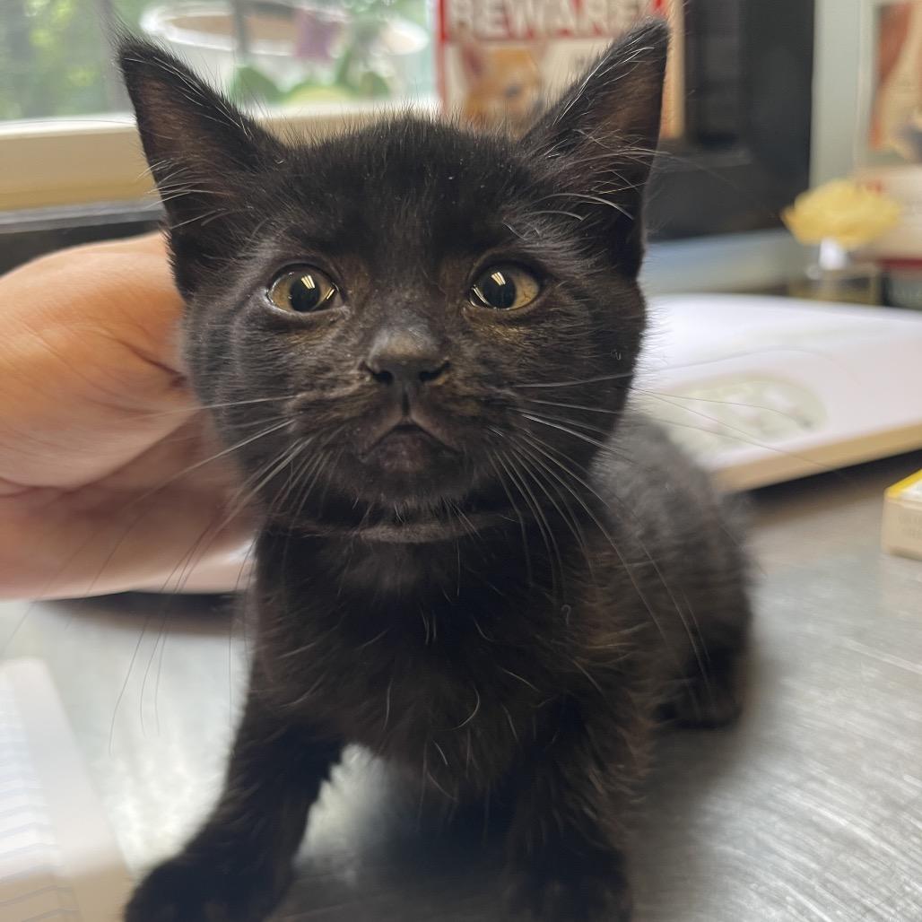 Duncan Hines, Adoptable, Kitten Male Domestic Short Hair.
