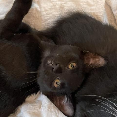 Enlarge Duncan Hines, a Adoptable Domestic Short Hair in Walden, NY image 2/4