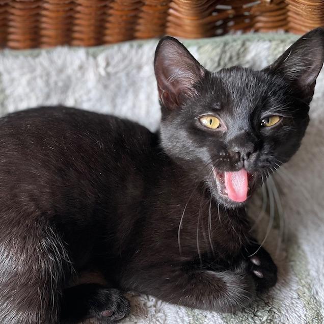 Enlarge Duncan Hines, a Adoptable Domestic Short Hair in Walden, NY image 3/4