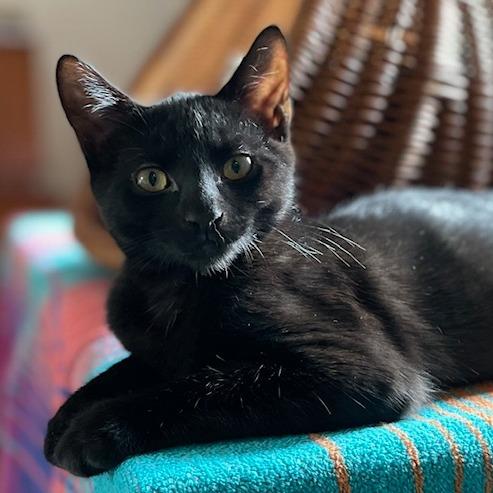 Enlarge Duncan Hines, a Adoptable Domestic Short Hair in Walden, NY image 4/4