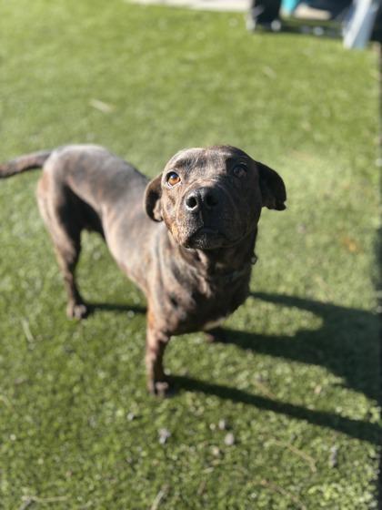 Patagonia(HW+), Adoptable, Adult Female Plott Hound & Mixed Breed.