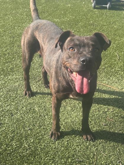 Patagonia(HW+), a Adoptable mixed breed in Conway, SC image 3/3