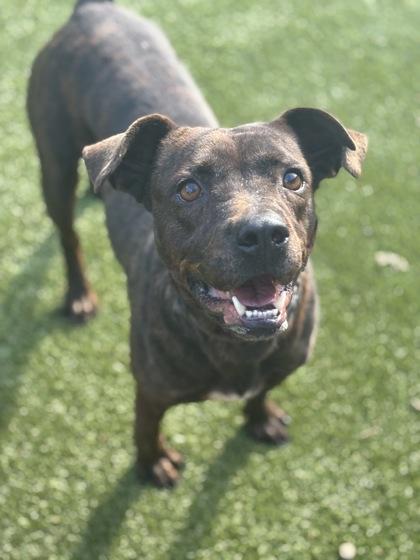 Enlarge Patagonia (HW+), a Adoptable mixed breed in Conway, SC image 3/3
