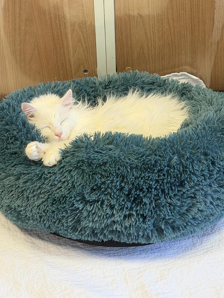 Enlarge Snowball (Special Needs), a Adoptable mixed breed in Cary, NC image 2/4