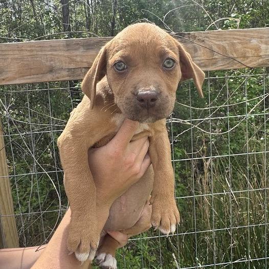 Jellybean Jones, Adoptable, Puppy Female Labrador Retriever.