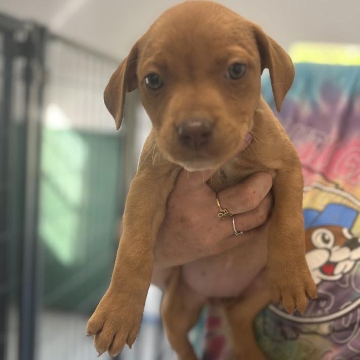 Enlarge Jellybean Jones, a Adoptable mixed breed in North Charleston, SC image 2/6