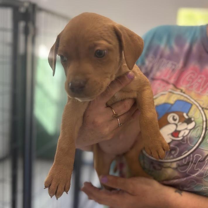 Enlarge Jellybean Jones, a Adoptable mixed breed in North Charleston, SC image 3/6