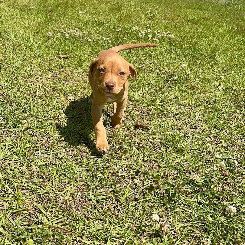Enlarge Jellybean Jones, a Adoptable mixed breed in North Charleston, SC image 4/6