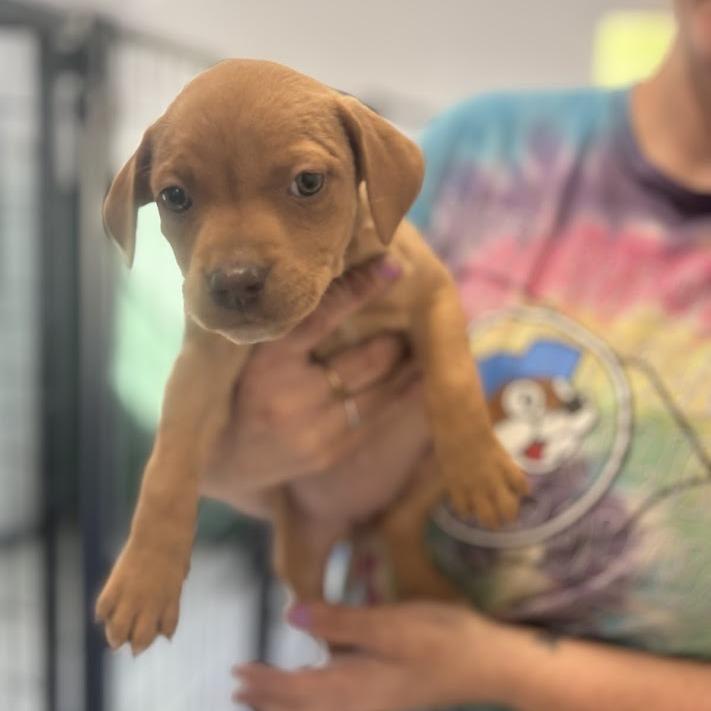 Enlarge Jellybean Jones, a Adoptable mixed breed in North Charleston, SC image 5/6