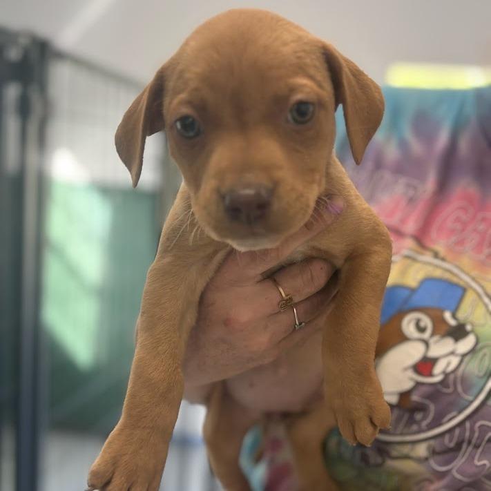 Enlarge Jellybean Jones, a Adoptable mixed breed in North Charleston, SC image 6/6