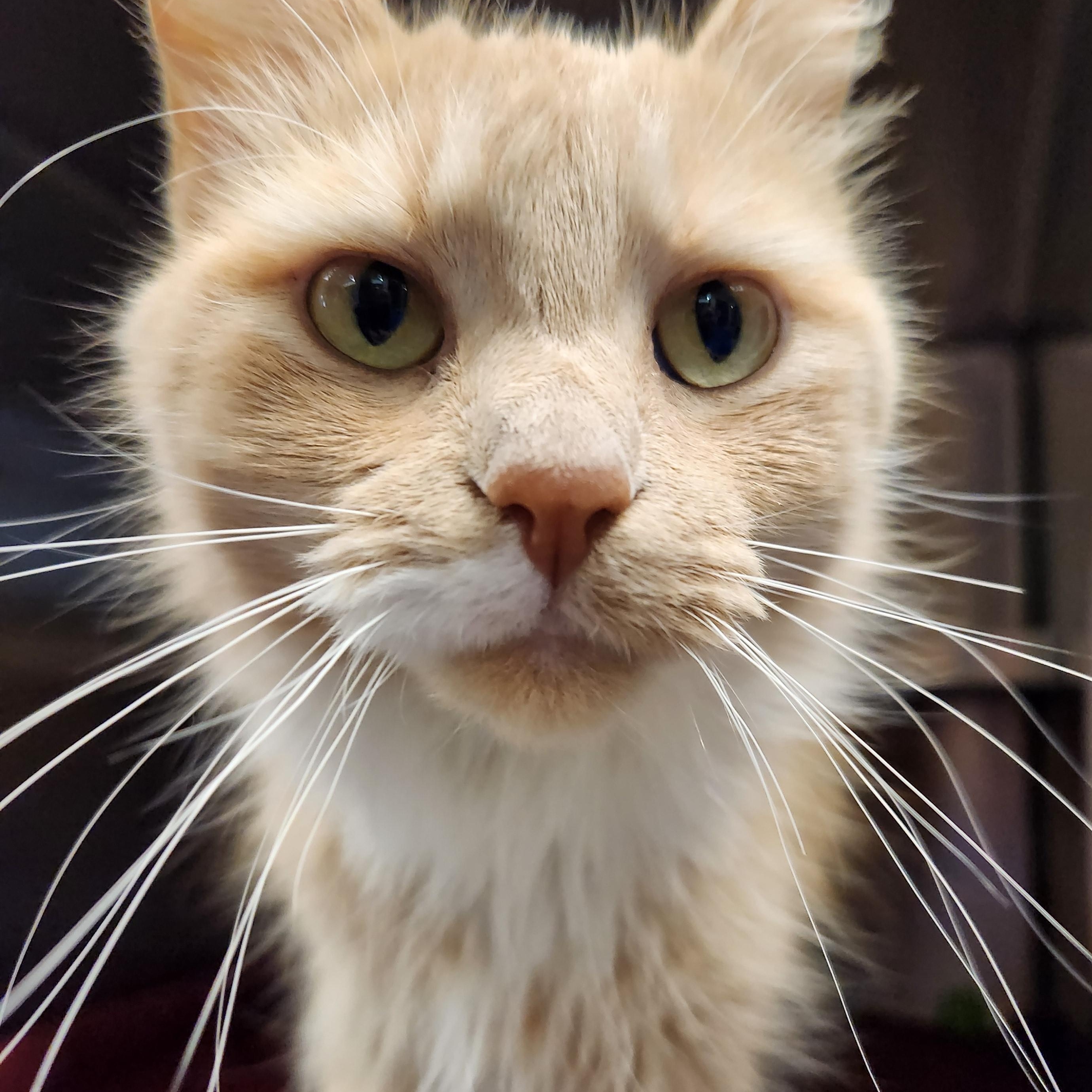 Enlarge Ginger, a ADOPTABLE Domestic Long Hair in Liberty, MO image 3/3