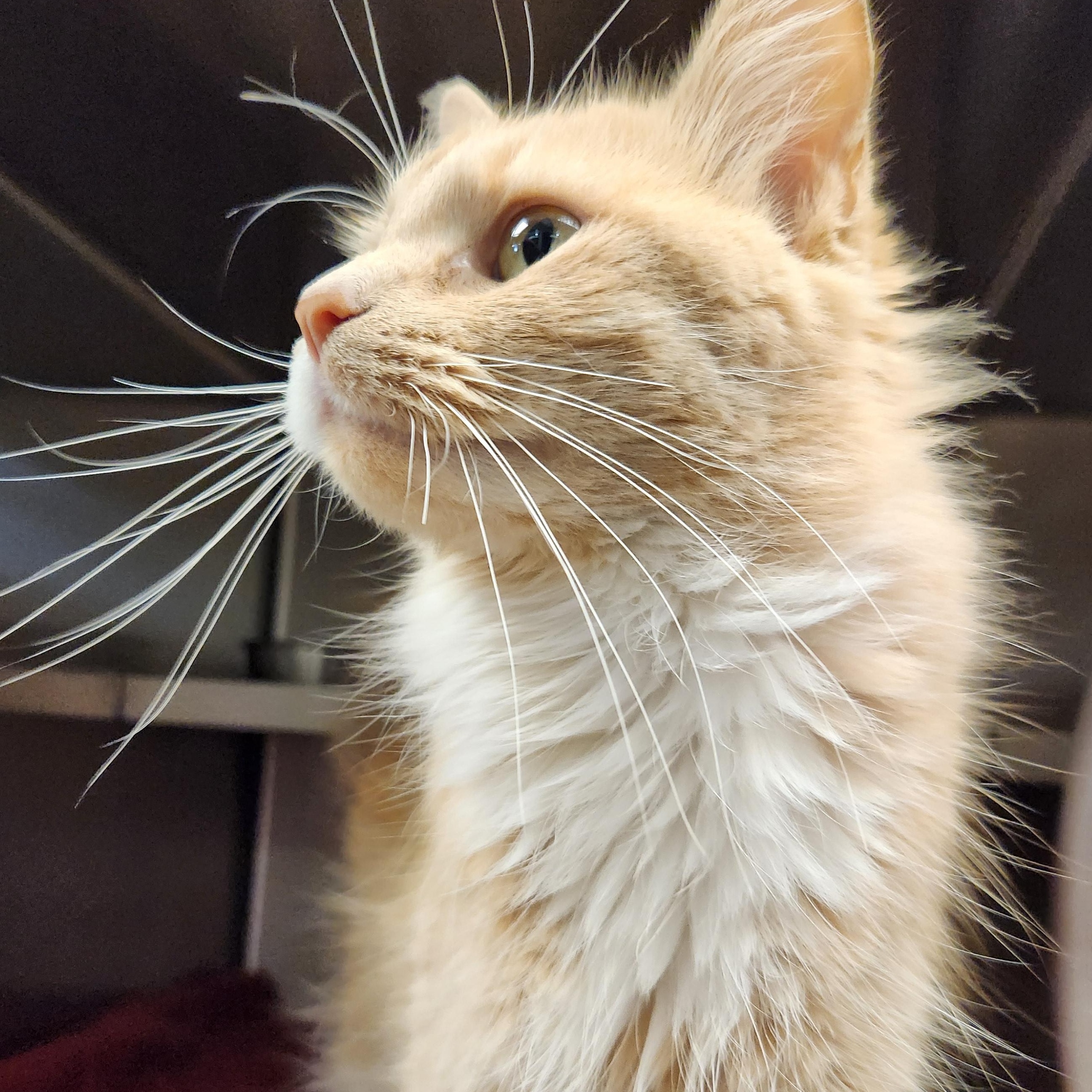 Enlarge Ginger, a ADOPTABLE Domestic Long Hair in Liberty, MO image 2/3