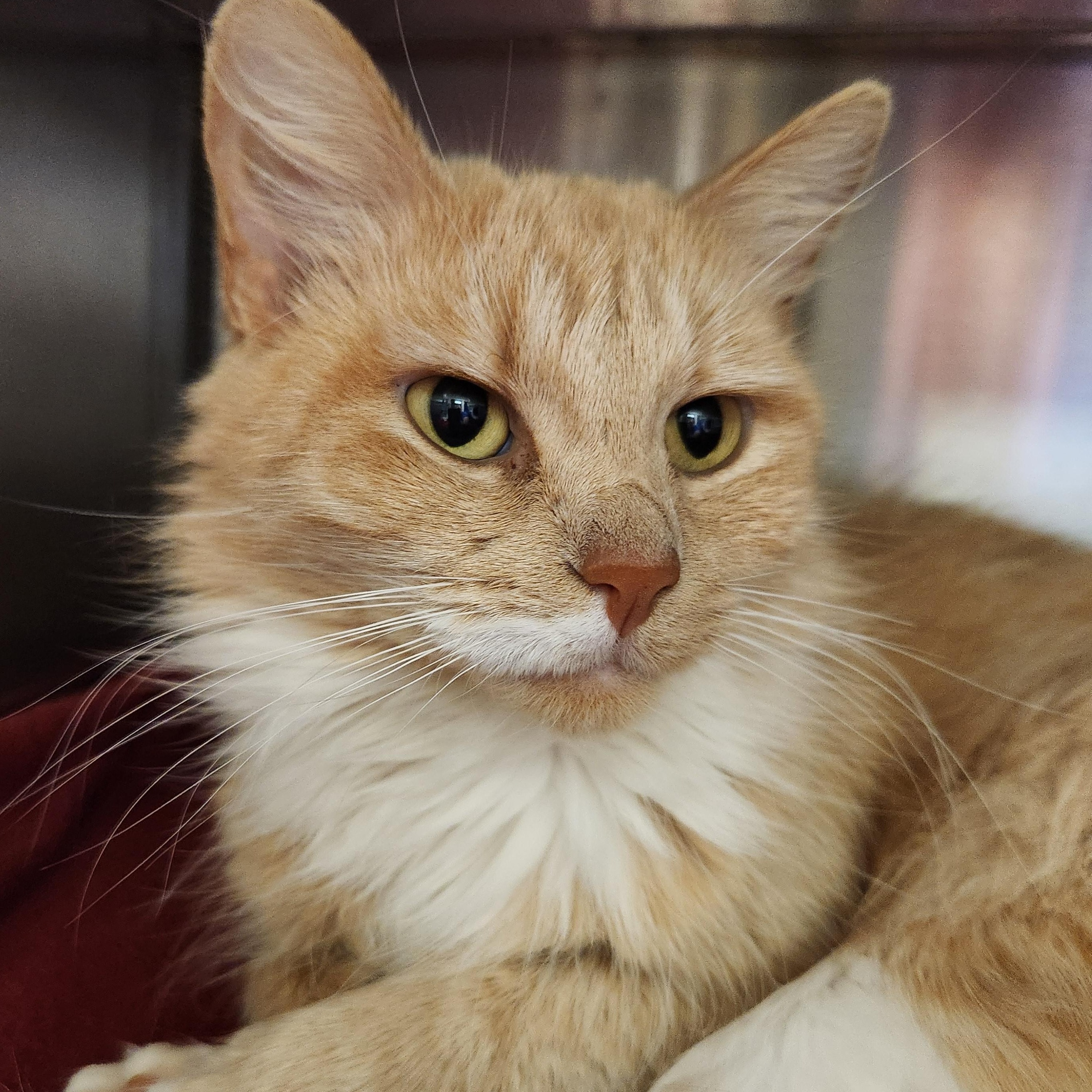 Enlarge Ginger, a ADOPTABLE Domestic Long Hair in Liberty, MO image 1/3