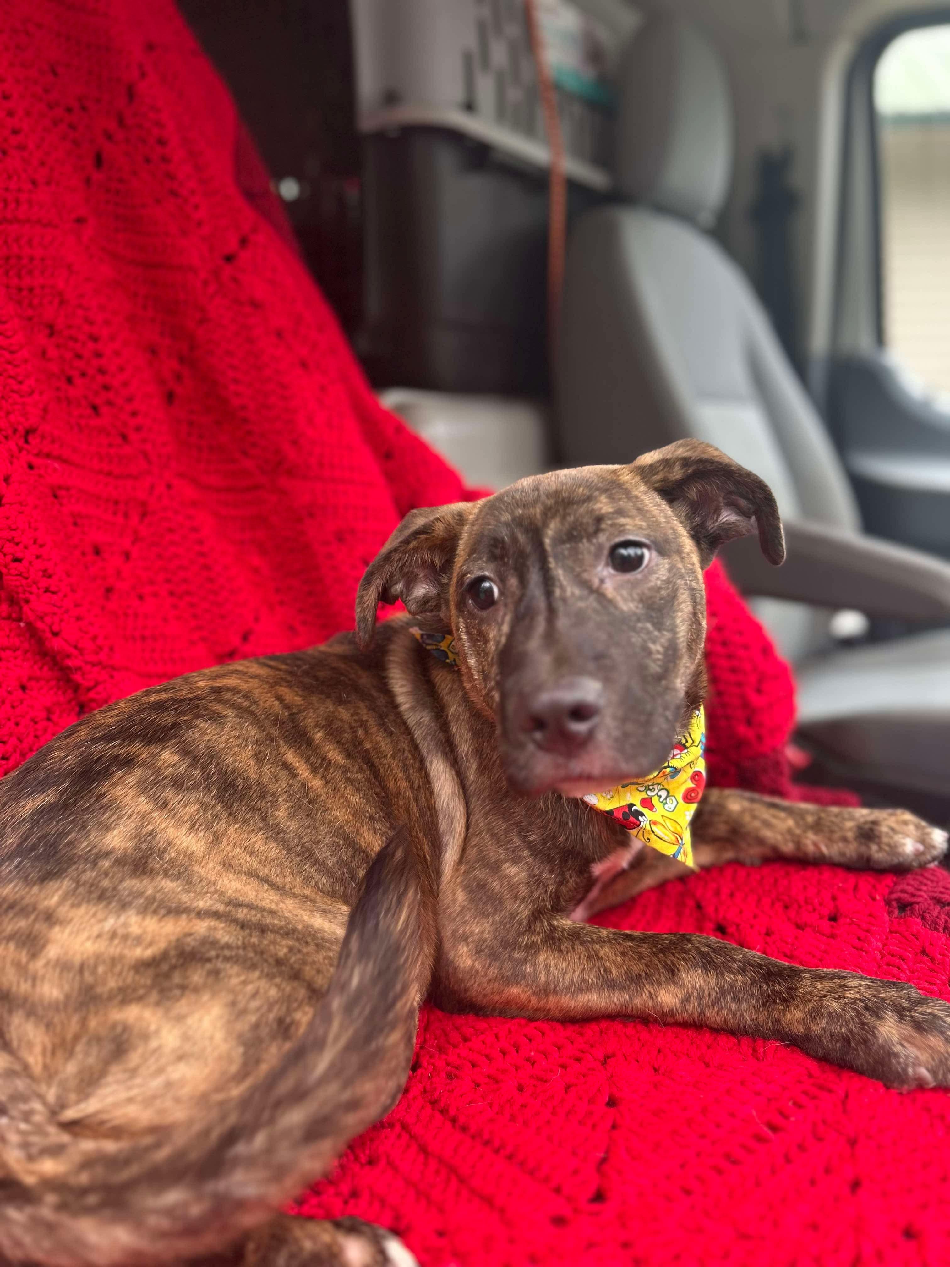 Star, Adoptable, Young Female Boxer & German Shepherd Dog.