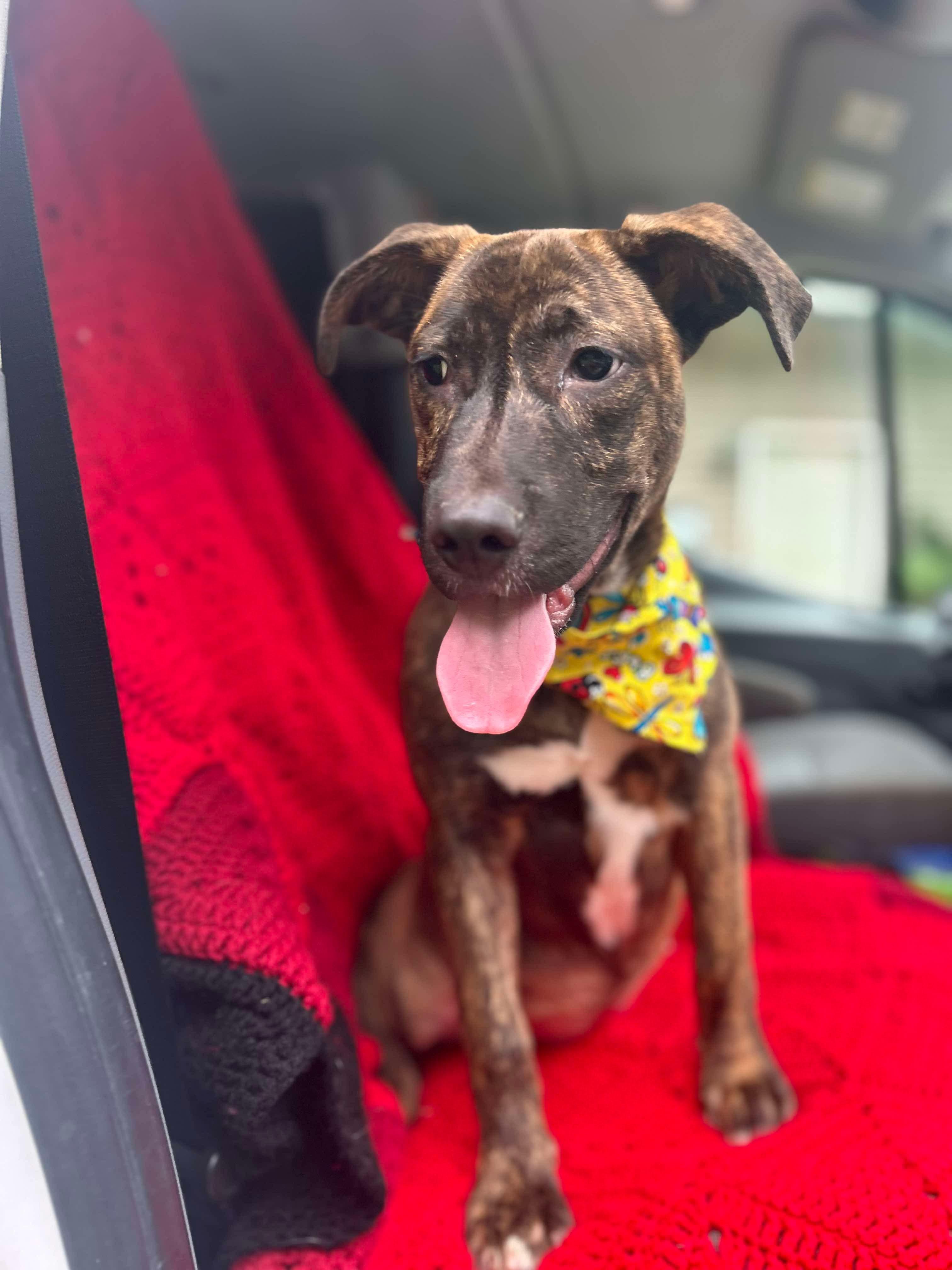 Enlarge Star, a Adoptable mixed breed in Watertown, CT image 2/6