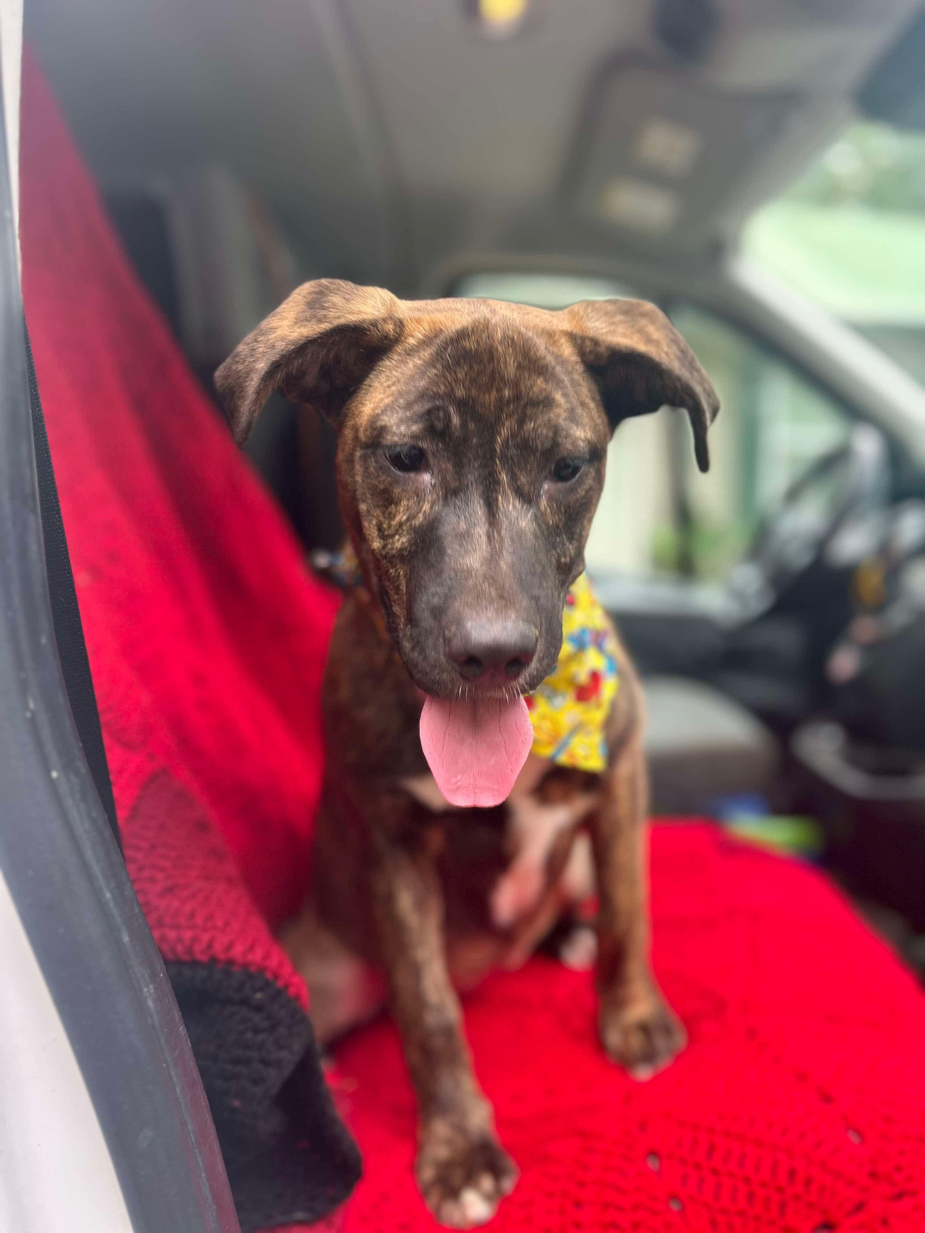 Enlarge Star, a Adoptable mixed breed in Watertown, CT image 3/6