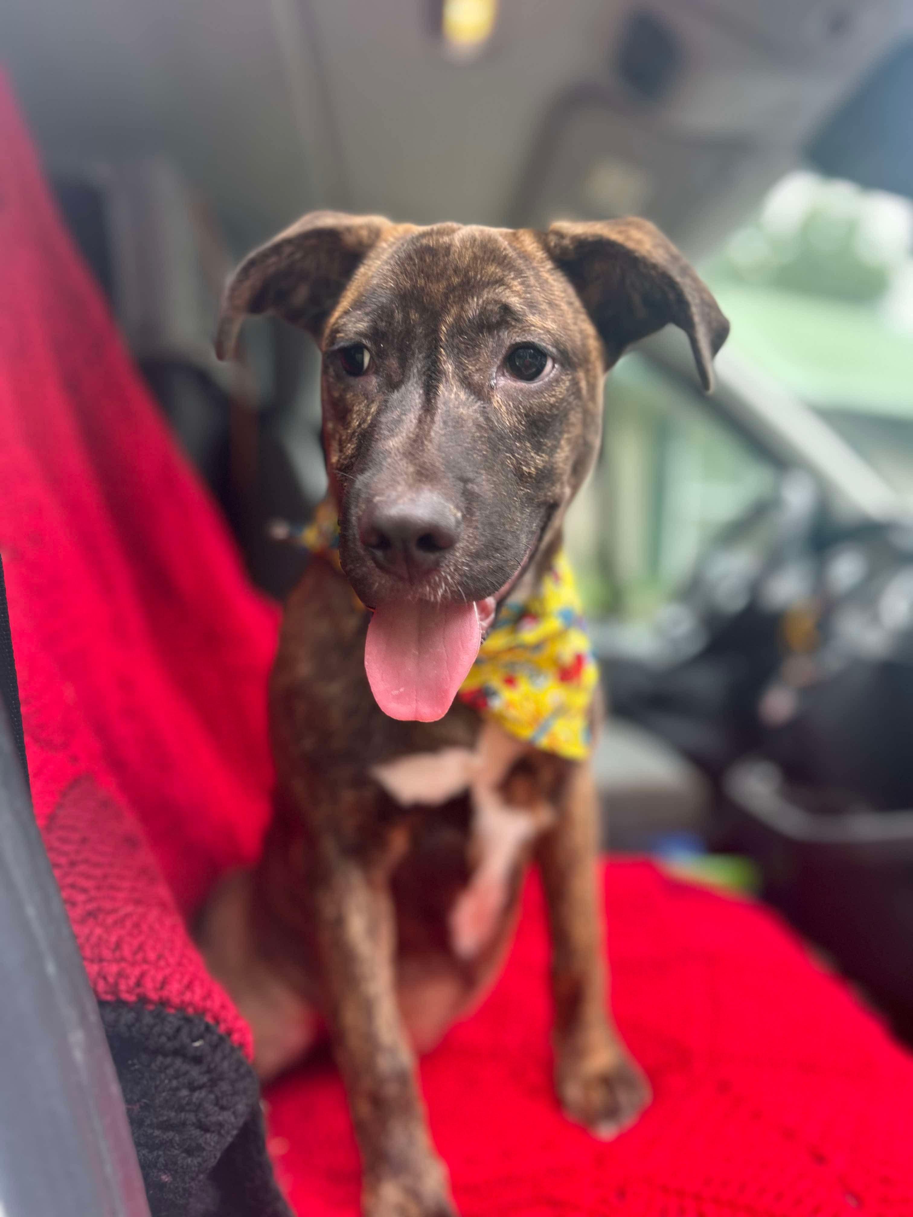 Enlarge Star, a Adoptable mixed breed in Watertown, CT image 4/6