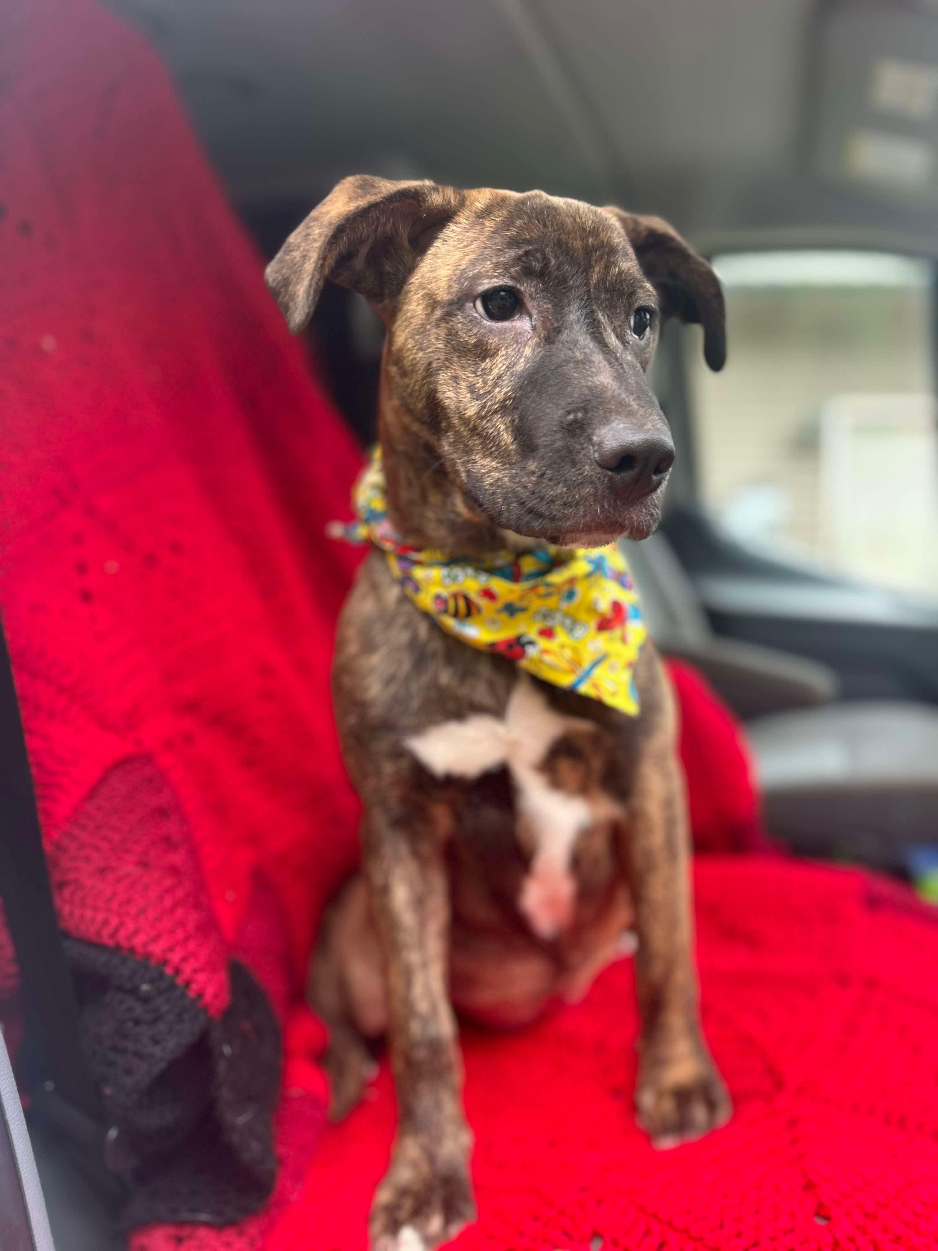 Enlarge Star, a Adoptable mixed breed in Watertown, CT image 5/6