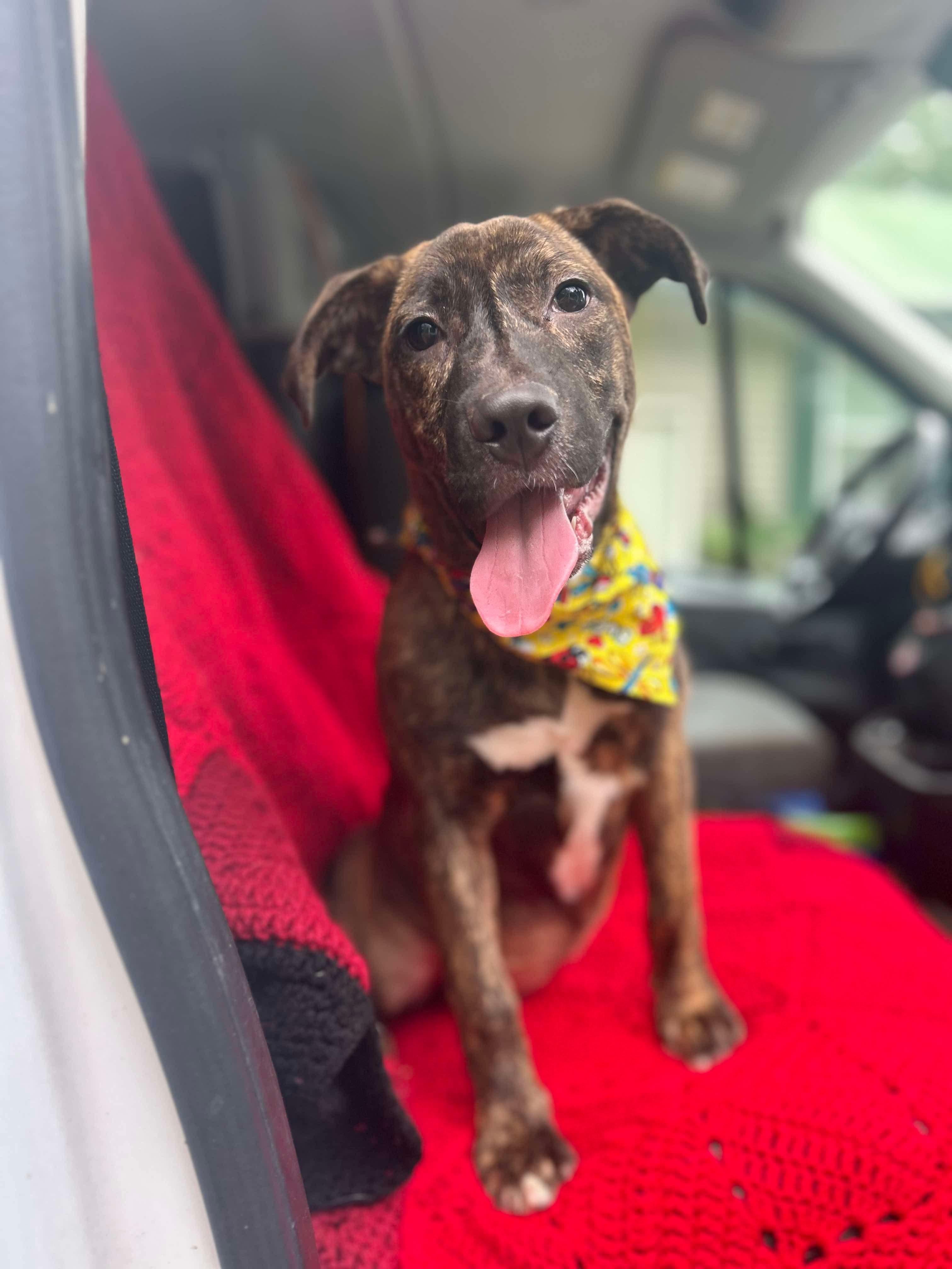 Enlarge Star, a Adoptable mixed breed in Watertown, CT image 6/6