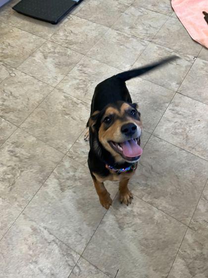 Enlarge Canasta, a Adoptable Mixed Breed in Chicago, IL image 1/1