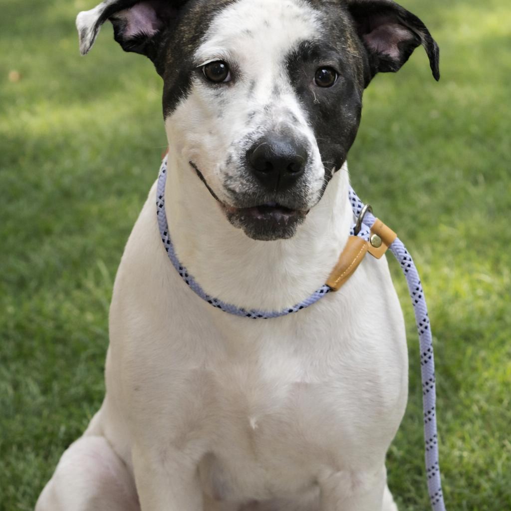 Enlarge Destiny, a Adoptable Mixed Breed in Wickenburg, AZ image 1/2